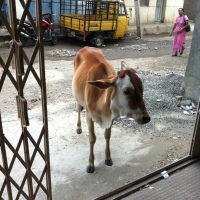 Cows of India